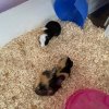 Kevin and Pumpkin has an amazing habitat!!