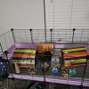 2 guinea pig boys