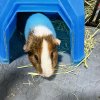 3-year Old Male Guinea Pig