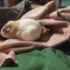 2 Female Guinea Pigs, 3 Years old