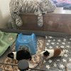 2 male PEEPOTTIE TRAINED-piggie, 6 months old