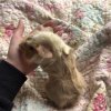 Female baby guinea pigs , shy but loving