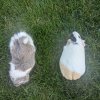 Mother/Daughter Guinea Pair!