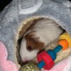 Two female Guinea pigs