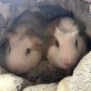 Rehoming 2 bonded male guinea pigs 9 mo.+2 yr