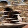 Two guinea pigs both boys Athens Ga