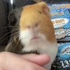 Male guinea pig about 3/4 years old