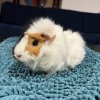 3 Female Guinea Pigs ages 6, 2, &amp;amp; 1.5