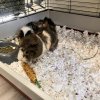 Finding a new home for two guinea pigs