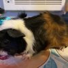 2 1 month piggies for adoption