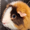 Female guinea pig looking for new home