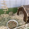 Dalé Male Guinea Pig