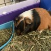 Bonded pair of 2 yr old male pigs w/cage
