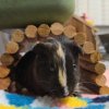 Two Female Guinea Pigs