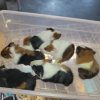 Baby guinea pigs,  tri colors