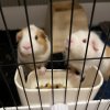 Three Adult Male Guinea Pigs