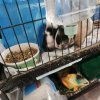 2 Guinea Pigs need new home