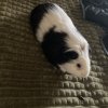 Female and Male Rehome