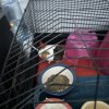 Small Female Guinea pig