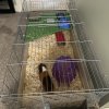 Fantastic Female Guinea Pig with Everything!