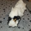 3 bonded females for rehoming