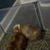 2 Mixed Male Guinea Pigs (Supplies Included)