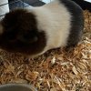 Rehoming Sister &amp;amp; Brother Piggies