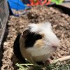 Male Guinea Pig