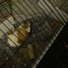 Female Year Old Guinea Pig to Adopt!