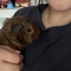 2 Male Guinea Pigs