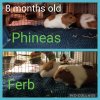 Rescued Male Guinea Pigs
