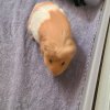 Two male guineas bonded