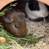 Mini capybara look a like —2 bonded brothers