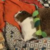 Four bonded female guinea pigs need rehomed