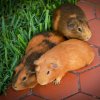 Family Fur-ever: Dad &amp;amp; Two Sons Rehome Ready
