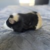 Male guinea pig needs a new home!