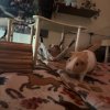 Rehome my 4 girl guinea pigs