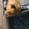 Two sweet boys for rehome