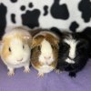 Rehoming a female trio as soon as possible.