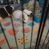 Need to rehome several guinea pigs