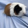 2 Male Guinea Pigs Rehoming 1 year old.