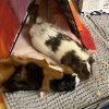 3 female guinea pigs