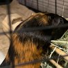 3 Bonded Guinea Pigs in need of a good home!