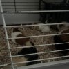 Female Guinea Pigs Looking for a New Home