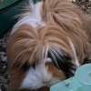 Two sweet bonded females need loving home