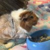 2 Female Guinea Pigs &amp;amp; Set Up (1 yr old)