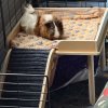2 male guinea pigs bounded well
