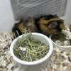 2 female and 1 male Guinea pig