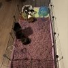 4 Sweet Female Piggies Rehome Needed
