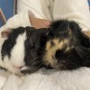 Two female Guinea Pigs need REHOMING